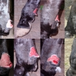 Rna na lev zadn spnce - v dob oeten u 7 dn star, hypergranulujc. Foto z 1 dne po oeten, 5. dne, 2. tdn a 6 tdn.